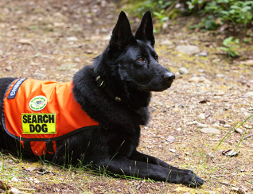 AKC Reunite Canine Support and Relief Fund Helps New Jersey Search and Rescue Organize Training Event