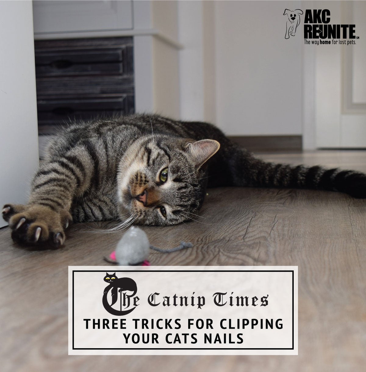 Three Tricks for Clipping Your Cat's Nails | AKC Reunite