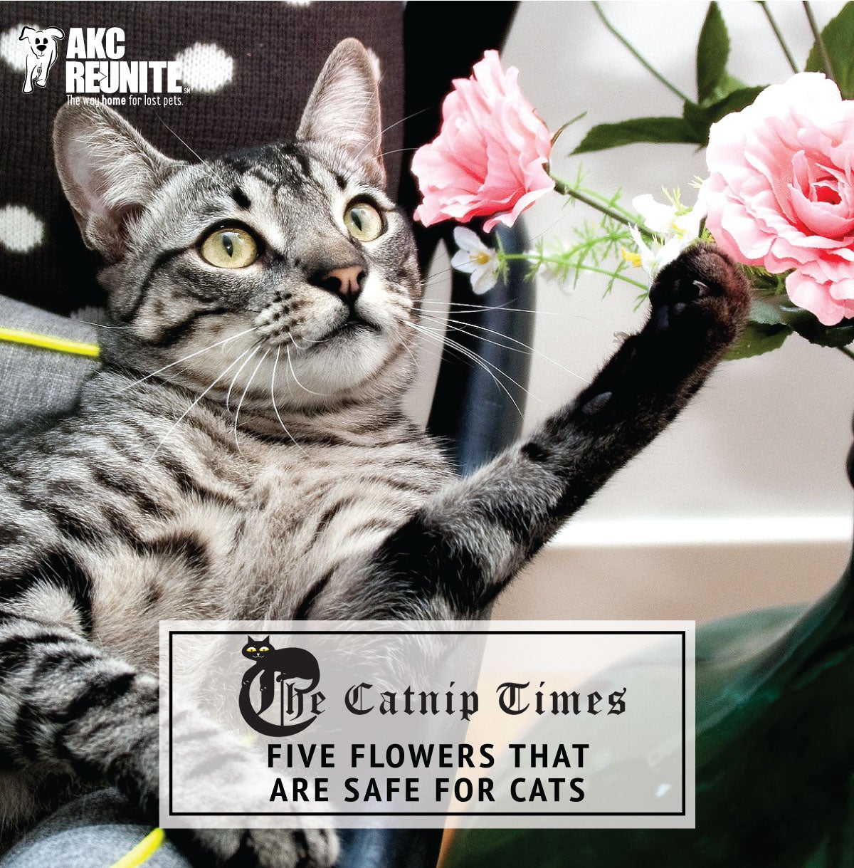 Dangerous Plants for Dogs and Cats - Family Plot 
