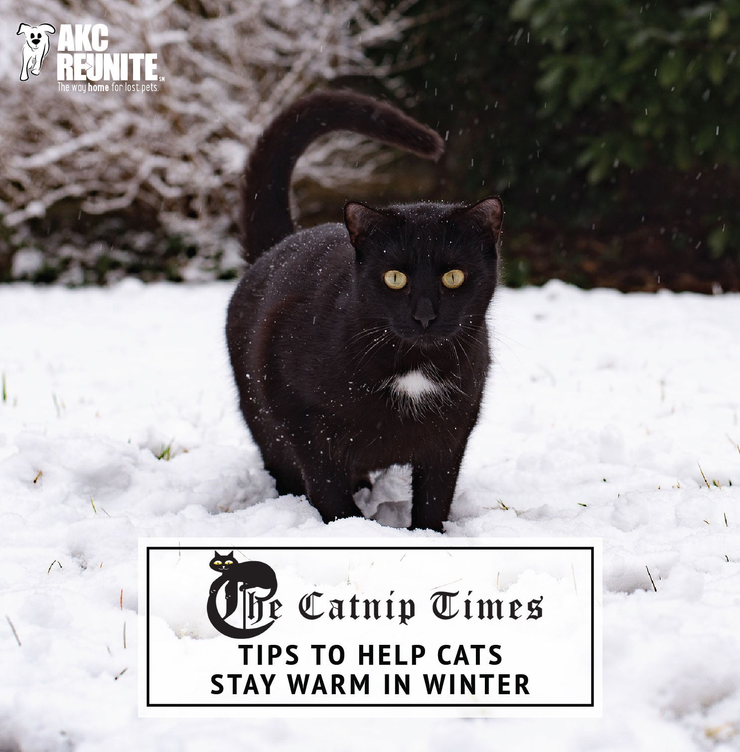 Tips to Help Cats Stay Warm in Winter | AKC Reuntite & The Catnip Times