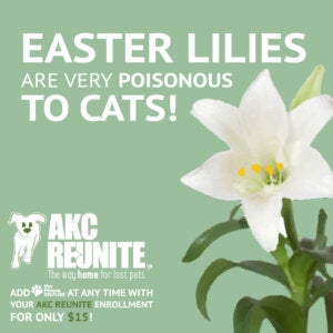 Poison Prevention Easter Lilies