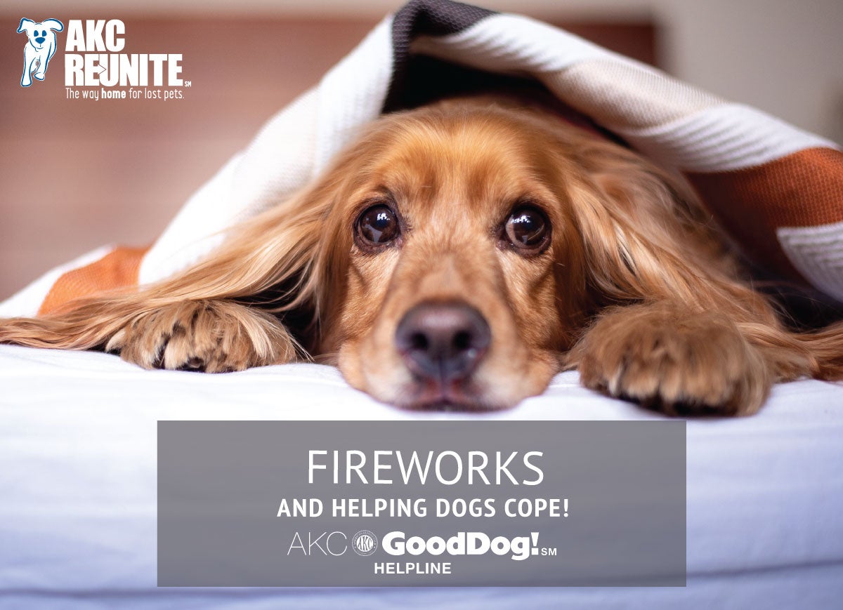 Help Your Dog Cope with Fireworks! |