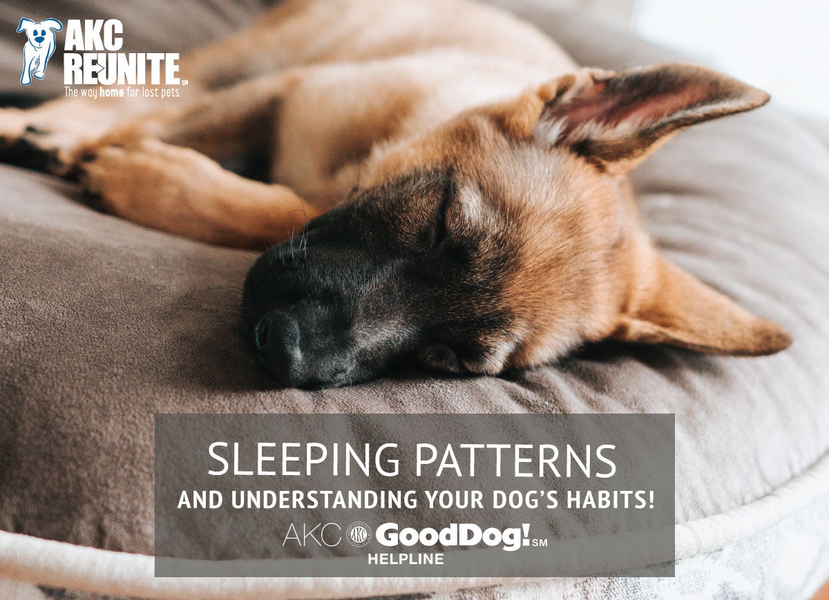 I. Understanding the Importance of Sleep for Dogs