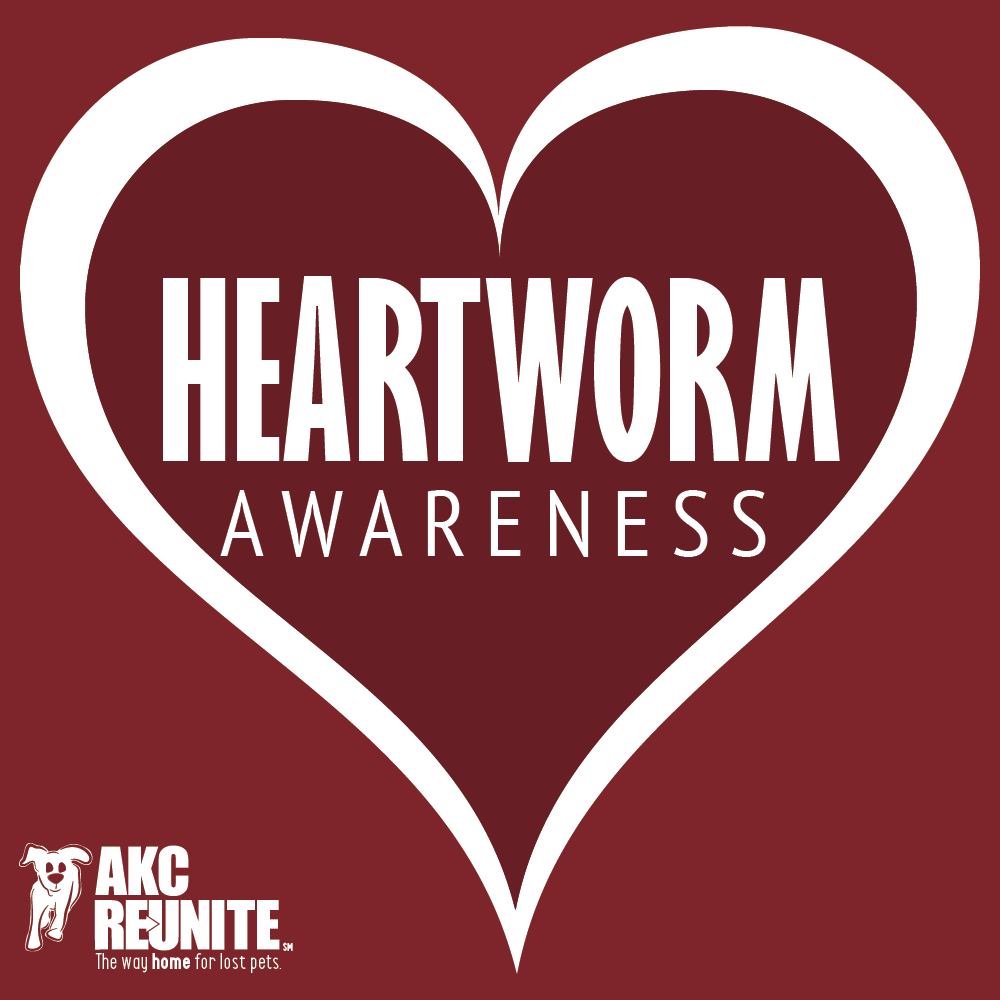 Heartworm Awareness 