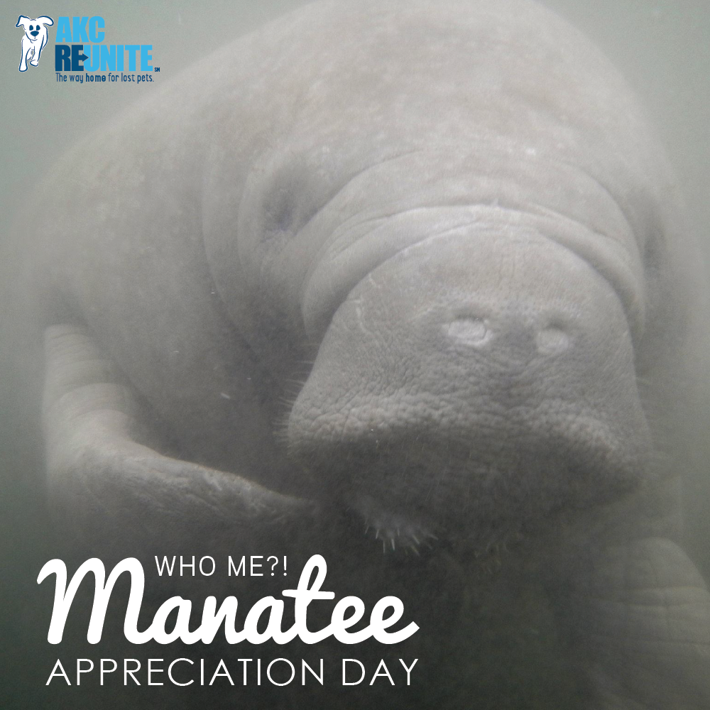 Manatee Appreciation Day 