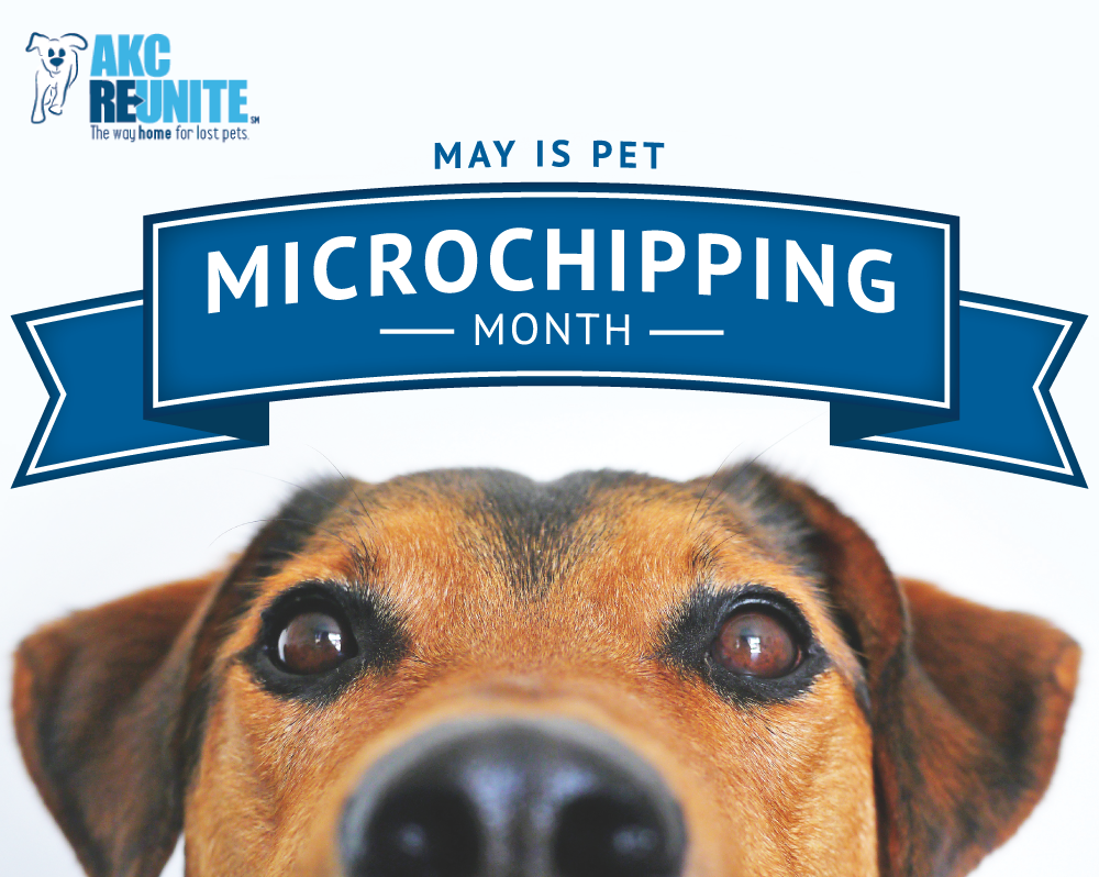 Pet Microchipping Month