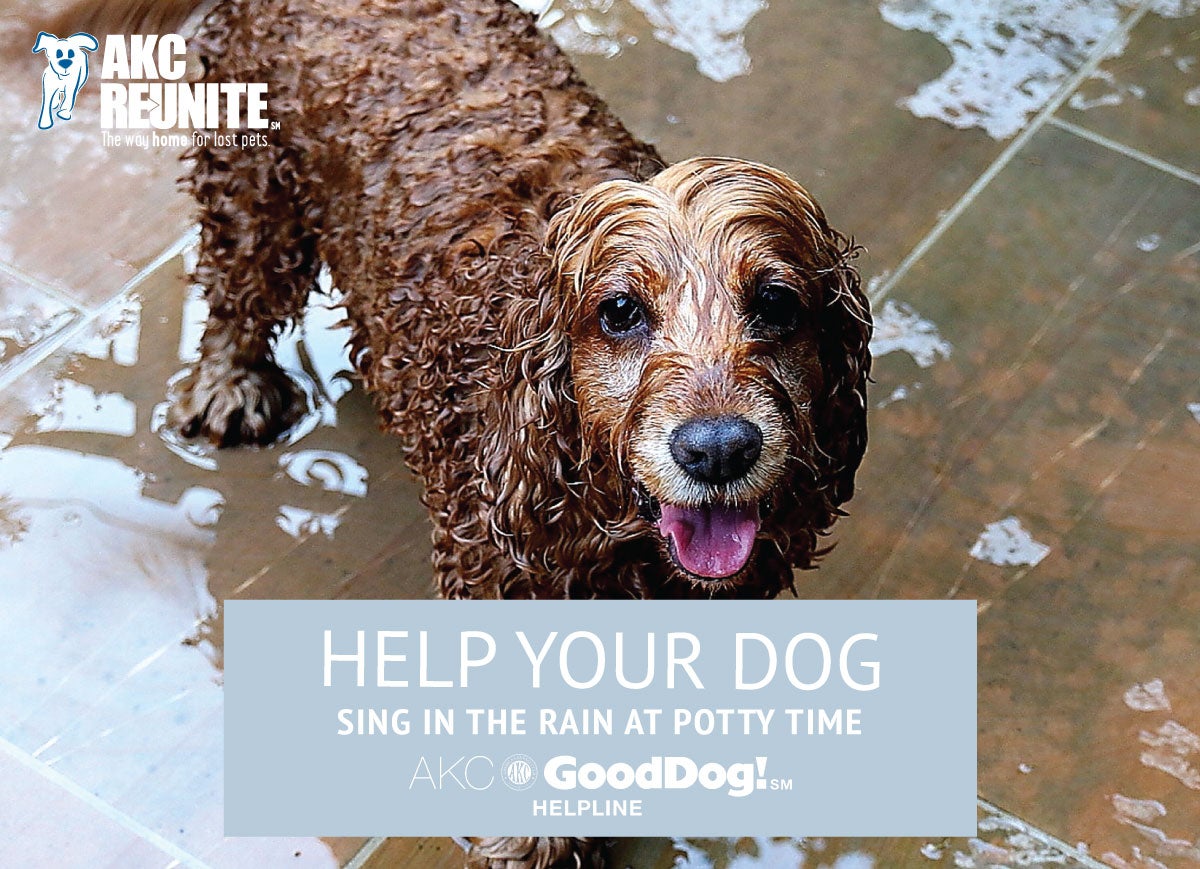How to Have Your Dog Singing in the Rain at Potty Time | AKC Reunite