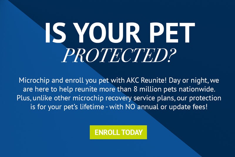 Enroll Your Pet Today