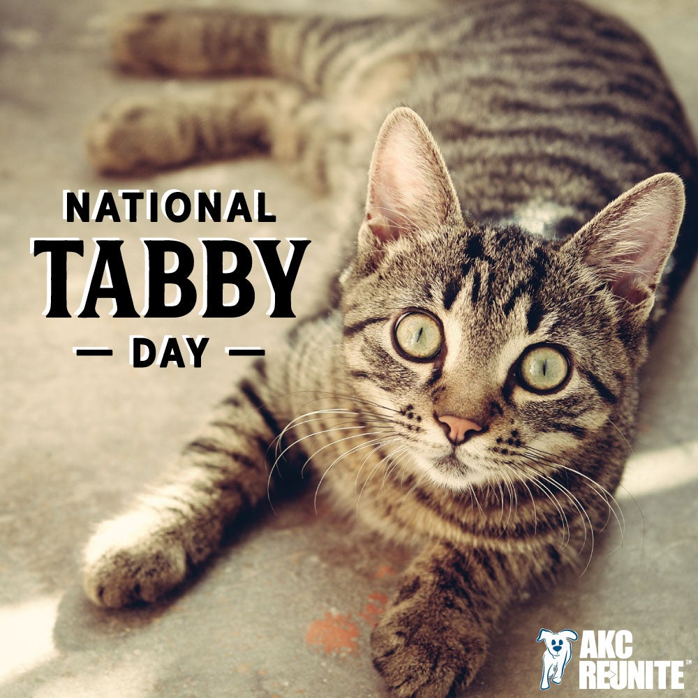 National Tabby Day 