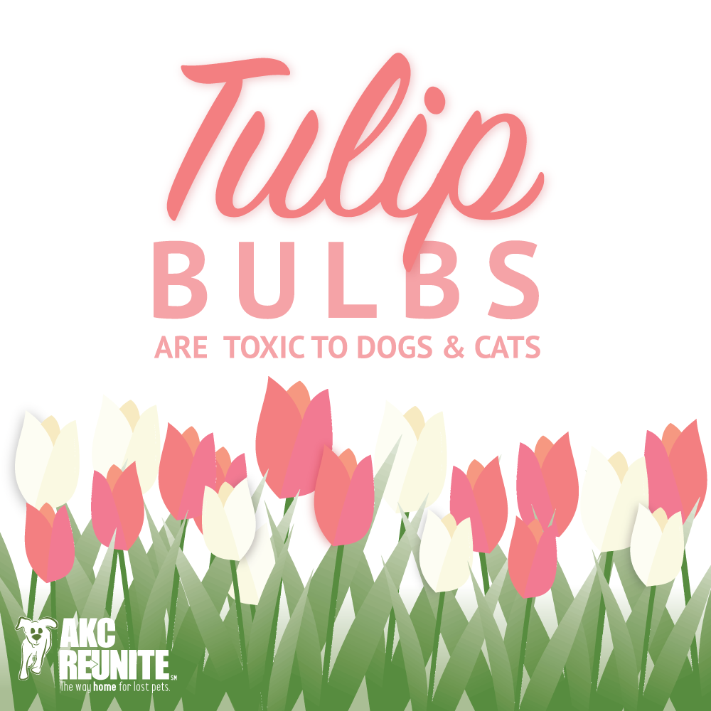 Pet Poison Helpline Tulips 