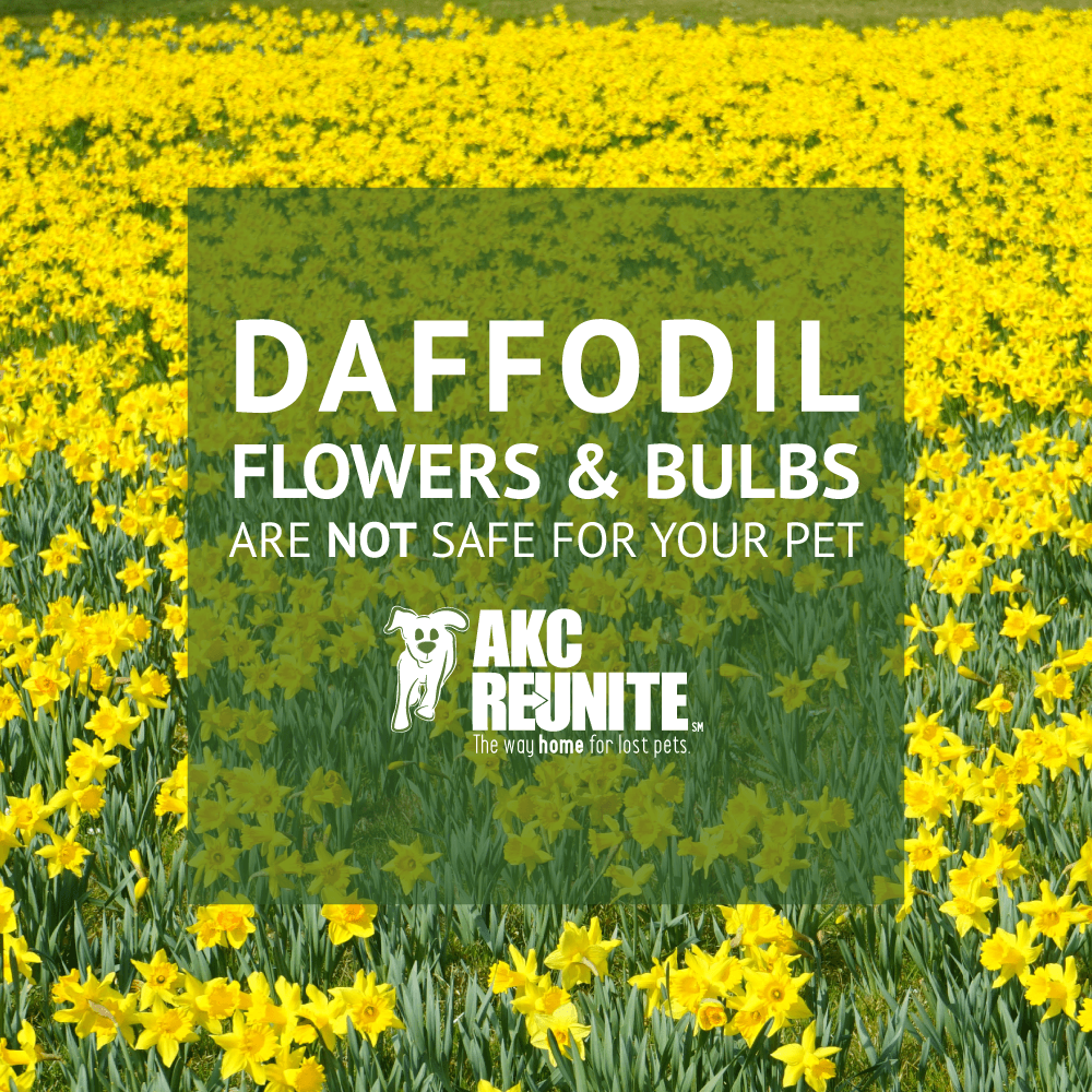 Spring Daffodils 