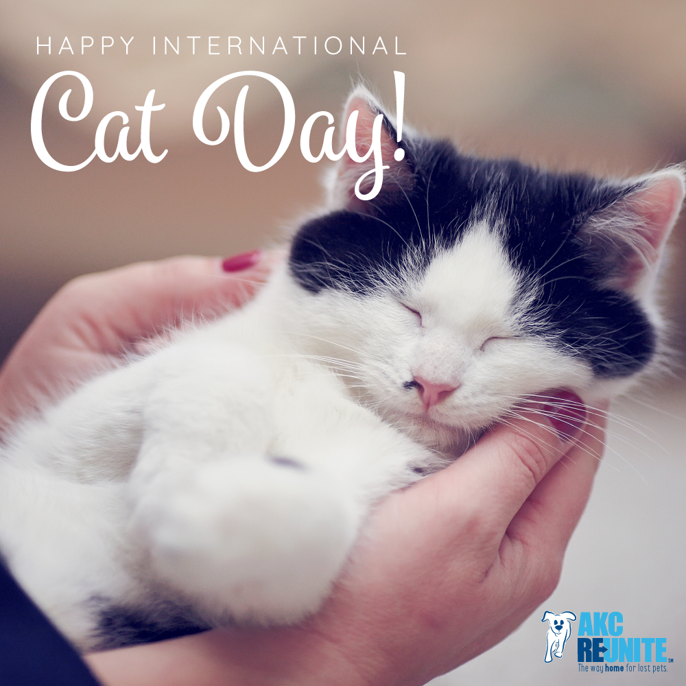 International Cat Day 